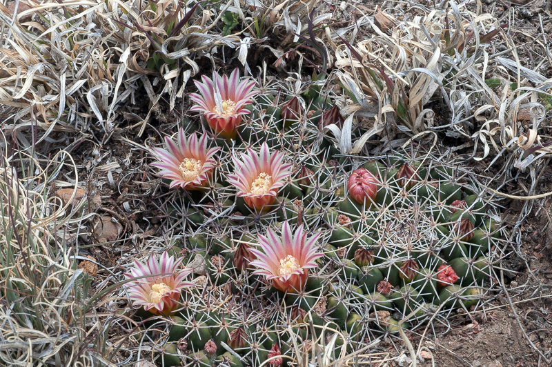 Mammillaria wagneriana var. tortulospina